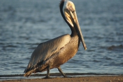 hola pelicano