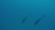 swim with dolphins 4