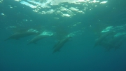 swim with dolphins 6