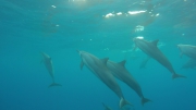 swim with dolphins 1