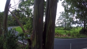 road to Hana - rainbow trees