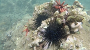 Kihei anchorage - freediving in our garden