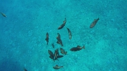 molokini´s underwaterworld