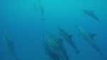swim with dolphins 2